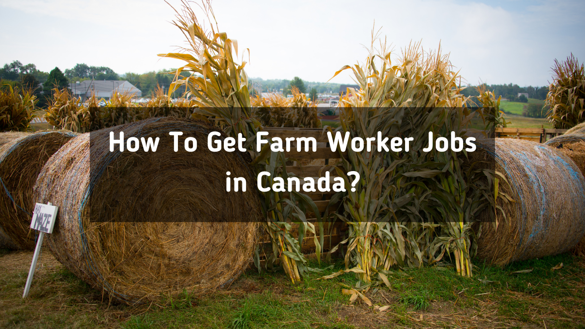 How To Get Farm Worker Jobs in Canada in 2023?